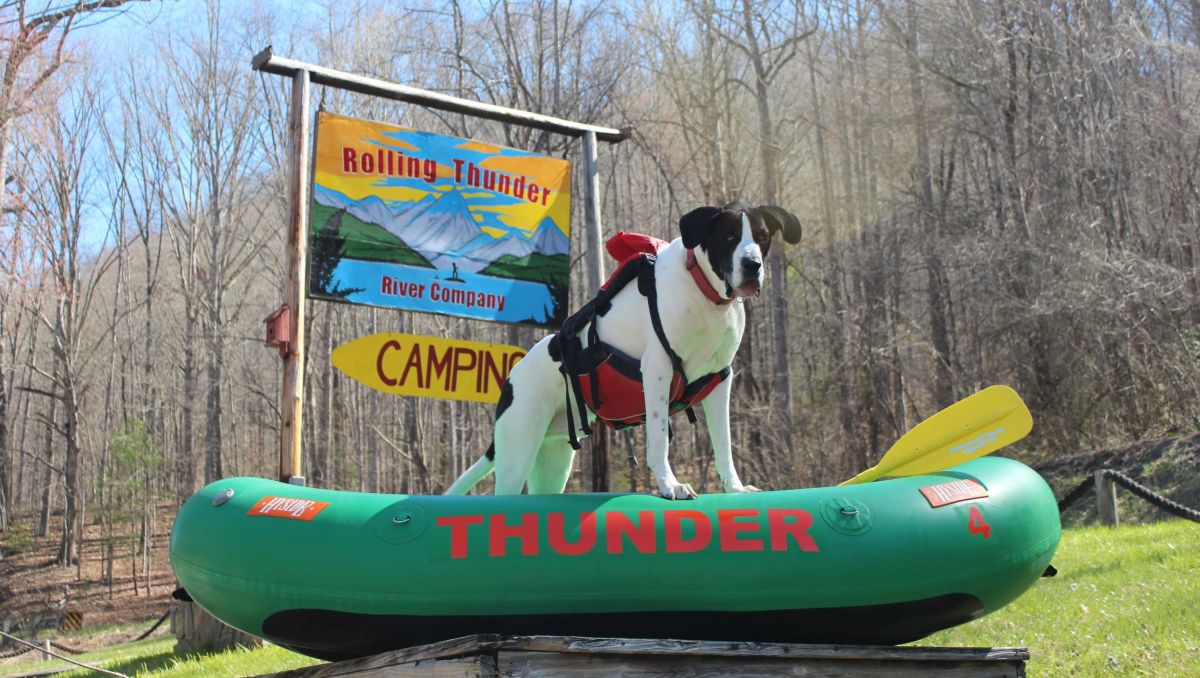 A DogFriendly Vacation in the Great Smoky Mountains